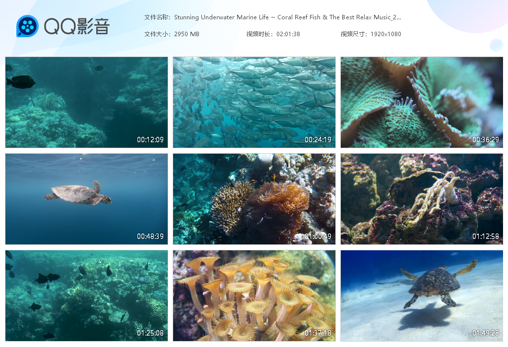 image.png 42.1G海洋鱼类视频素材，音乐mv素材视频 视频素材
