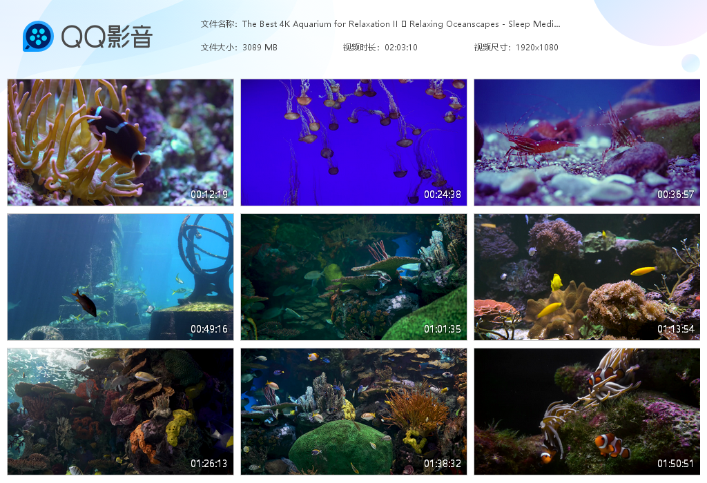 image.png 42.1G海洋鱼类视频素材，音乐mv素材视频 视频素材